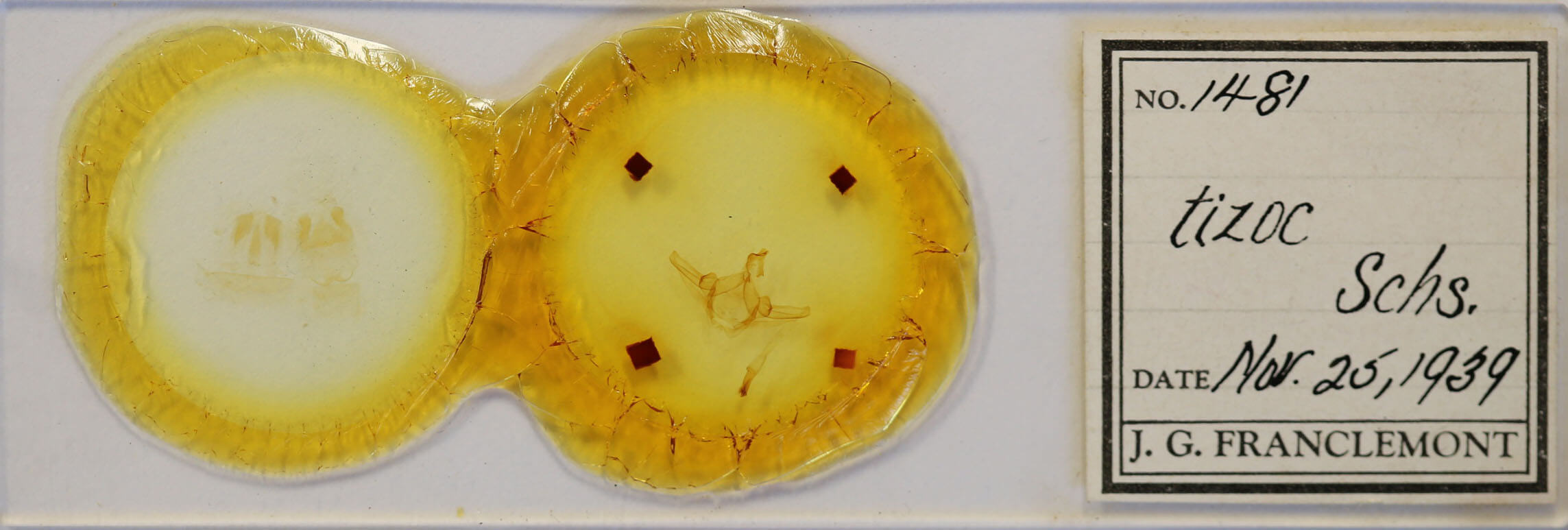 slide view of adult Schizura tizoc