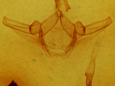 genitalia view of adult Schizura tizoc