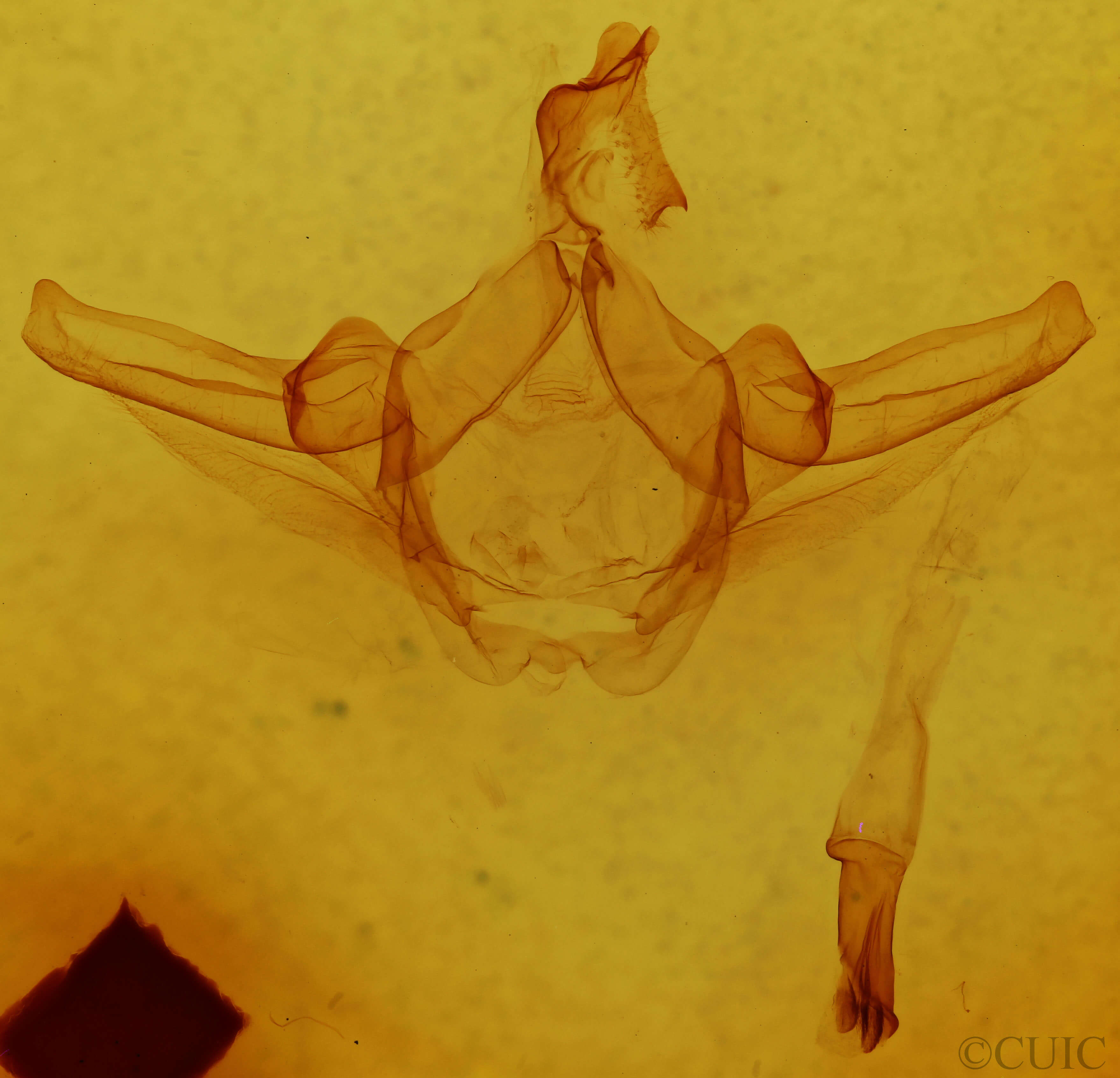 genitalia view of adult Schizura tizoc