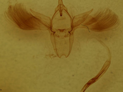 genitalia view of adult Anomis exaggerata