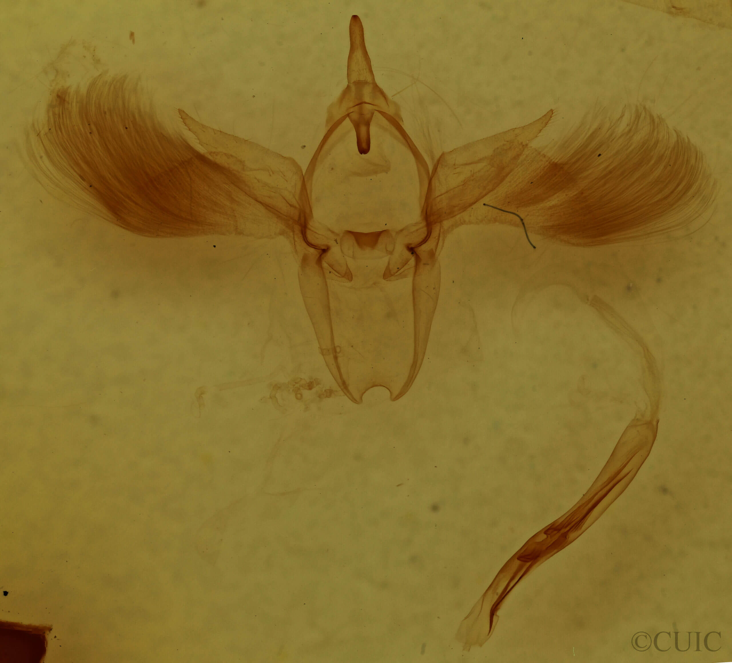 genitalia view of adult Anomis exaggerata