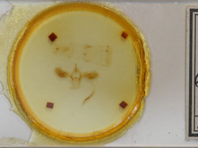 slide view of adult Anomis exaggerata