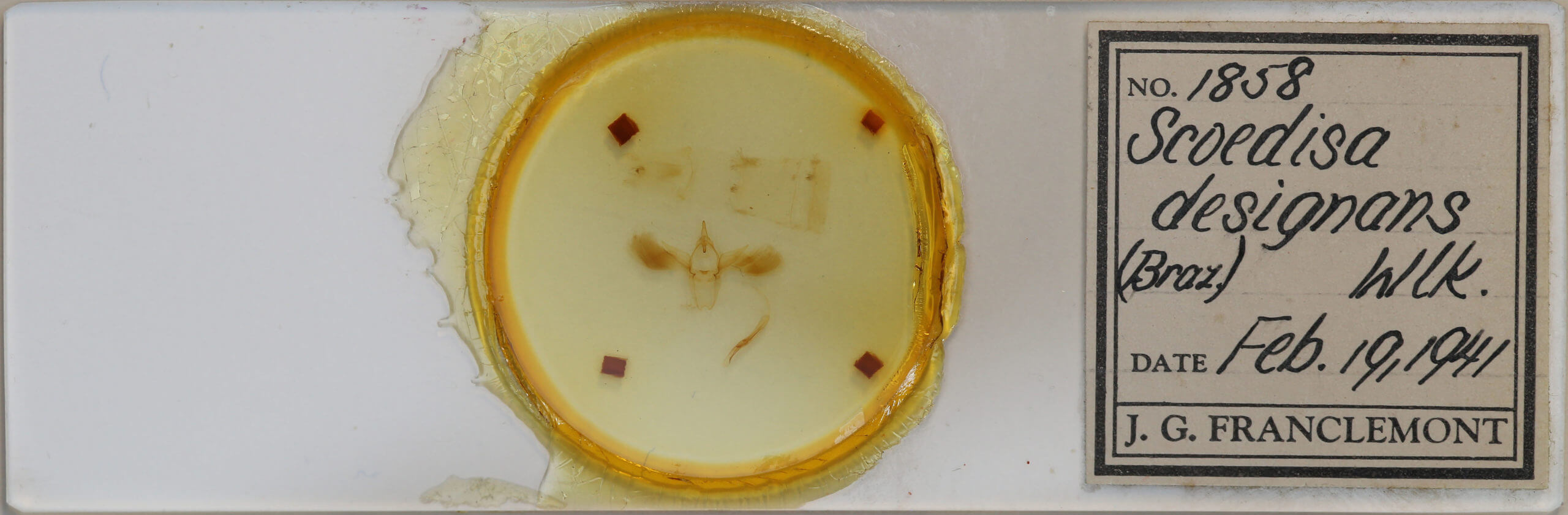 slide view of adult Anomis exaggerata