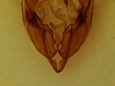 genitalia view of adult Sideridis congermana