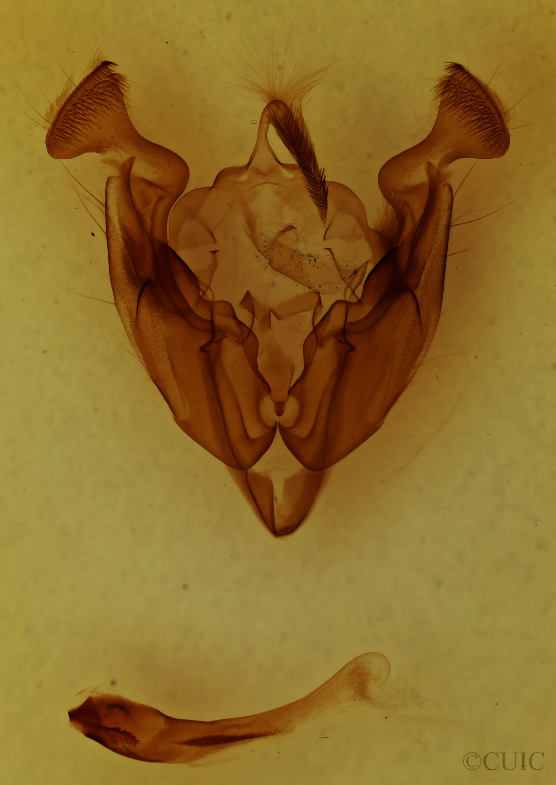 genitalia view of adult Sideridis congermana