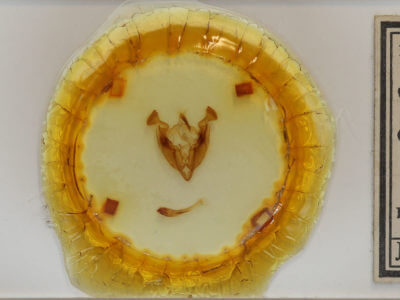 slide view of adult Sideridis congermana