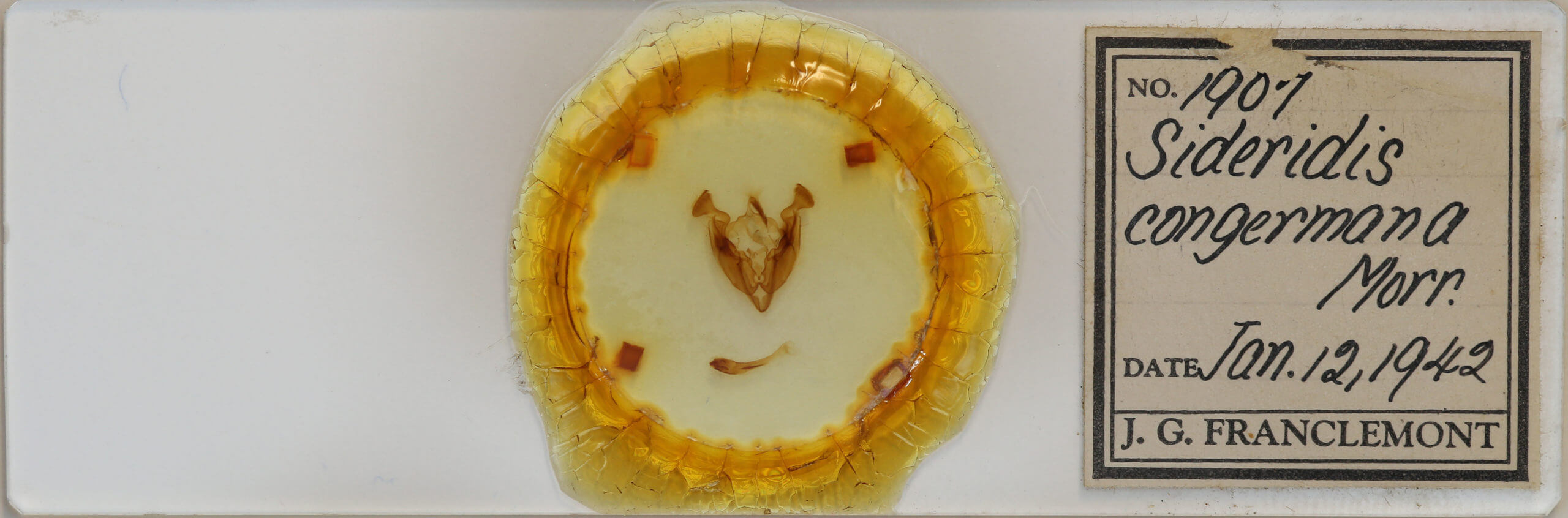 slide view of adult Sideridis congermana