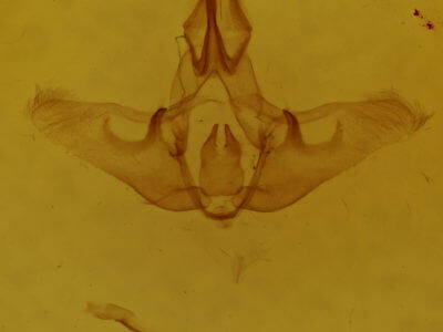 genitalia view of adult Isa textula