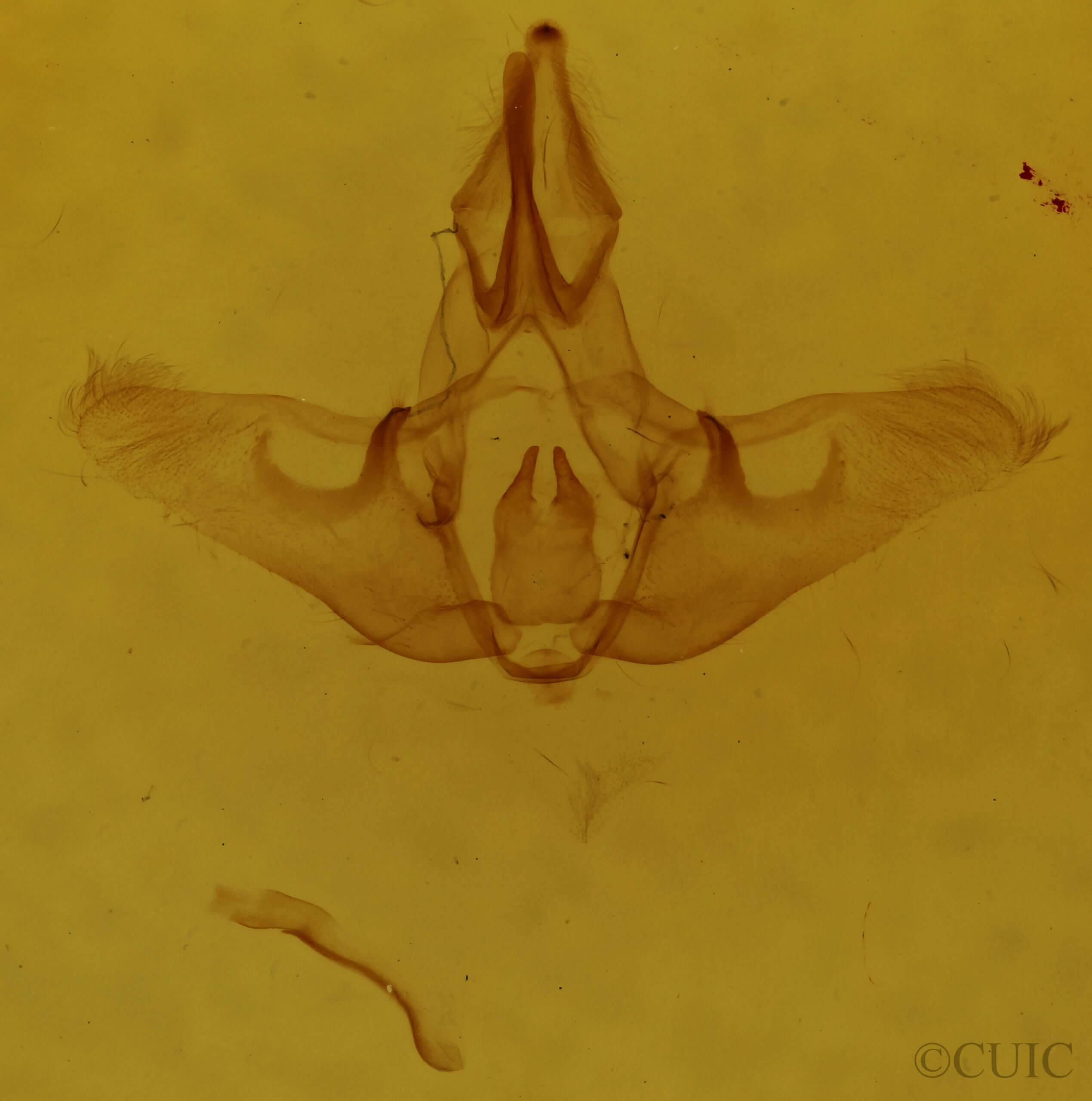 genitalia view of adult Isa textula