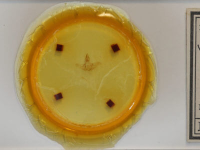 slide view of adult Isa textula