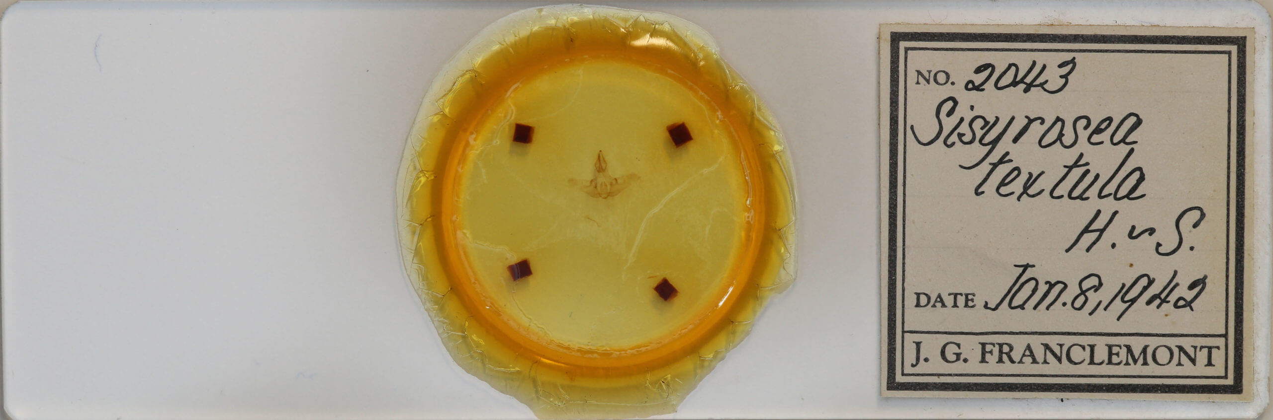 slide view of adult Isa textula