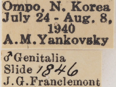 label view of adult Spatalia doerriesi