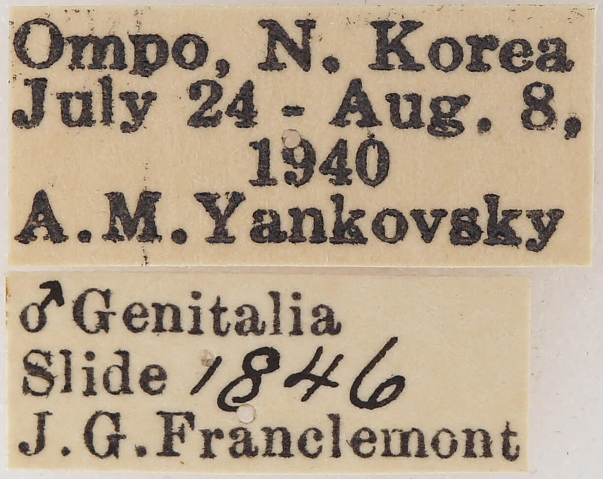 label view of adult Spatalia doerriesi