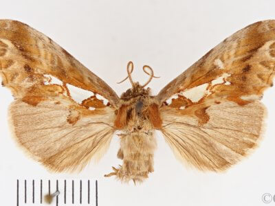 dorsal view of adult Spatalia doerriesi