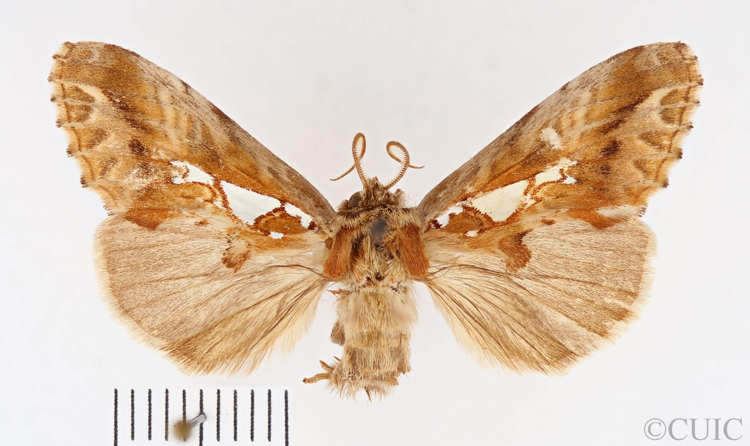 dorsal view of adult Spatalia doerriesi