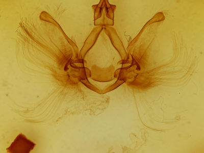 genitalia view of adult Spatalia doerriesi