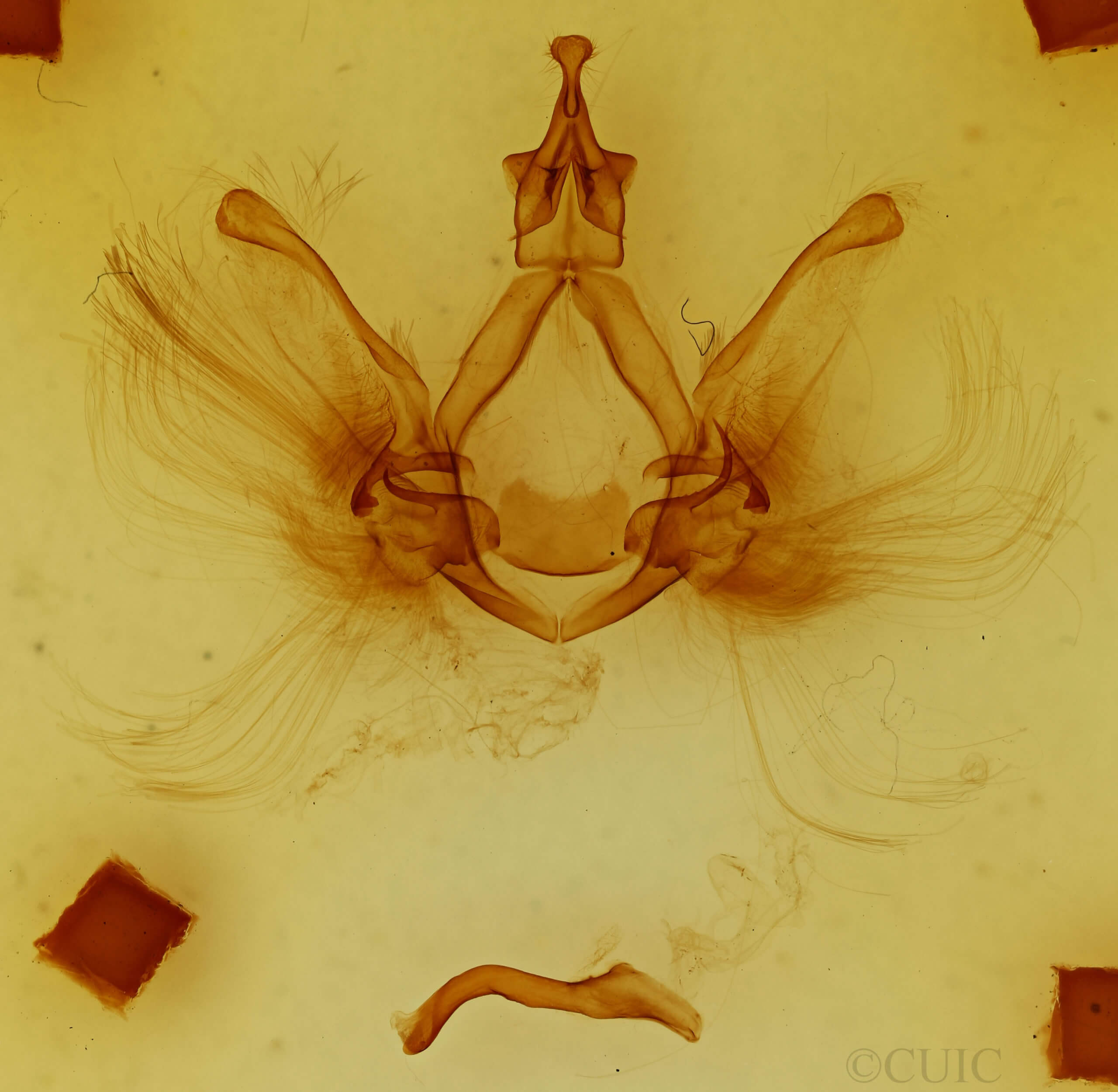 genitalia view of adult Spatalia doerriesi