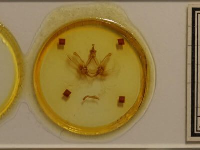 slide view of adult Spatalia doerriesi