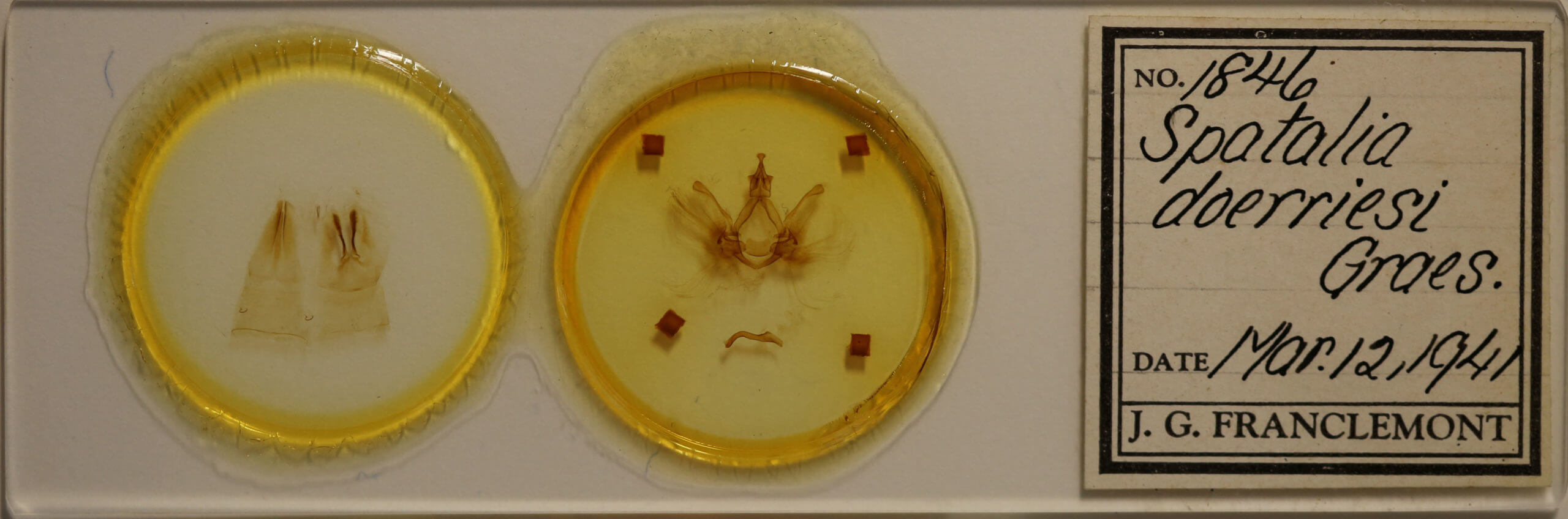 slide view of adult Spatalia doerriesi