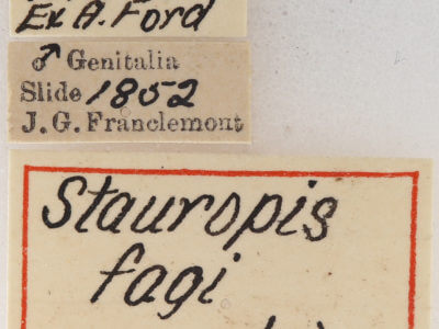 label view of adult Stauropus fagi