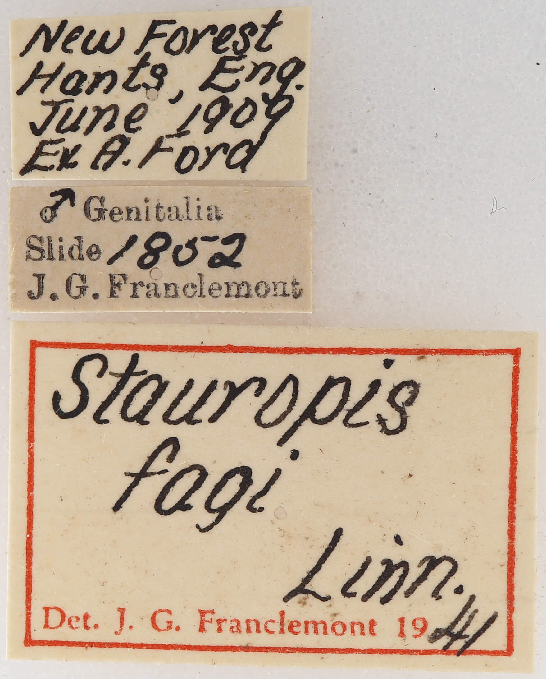 label view of adult Stauropus fagi
