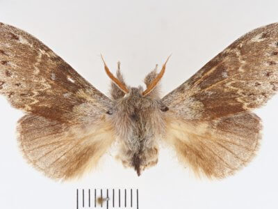 dorsal view of adult Stauropus fagi