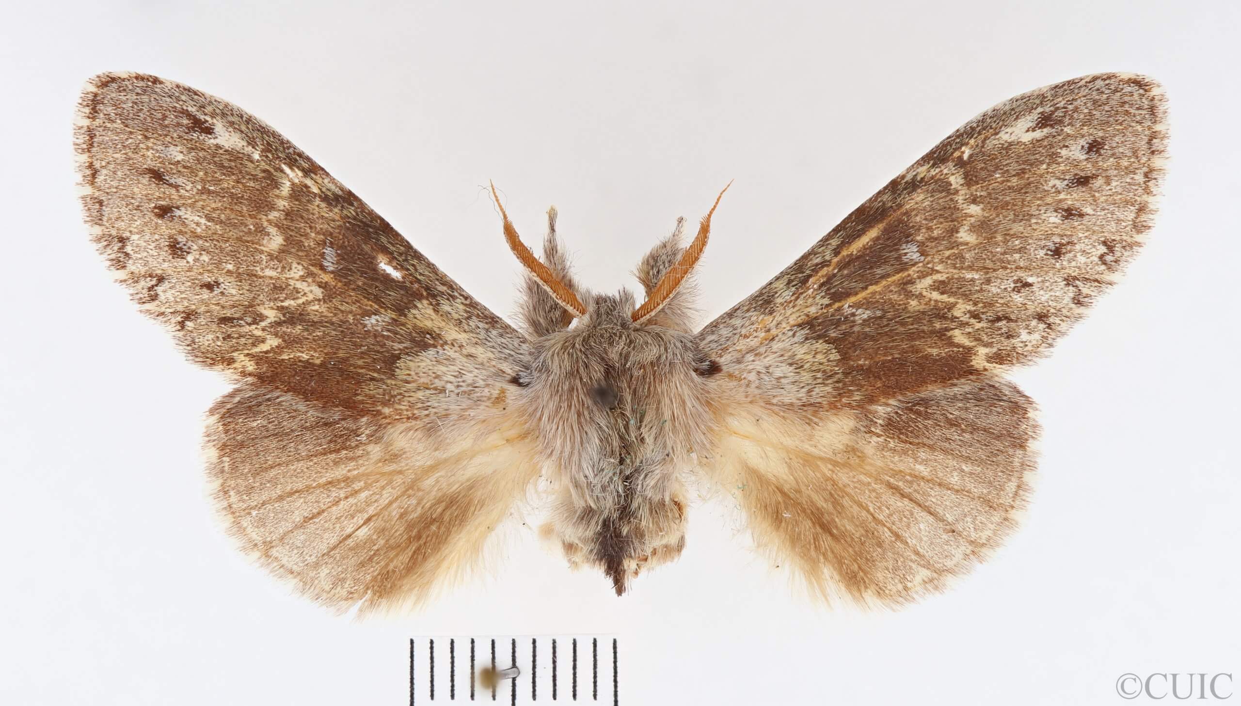 dorsal view of adult Stauropus fagi