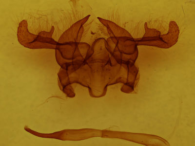 genitalia view of adult Stauropus fagi