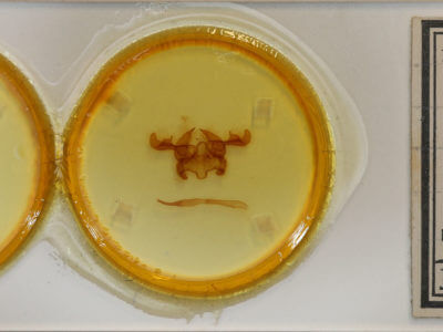 slide view of adult Stauropus fagi