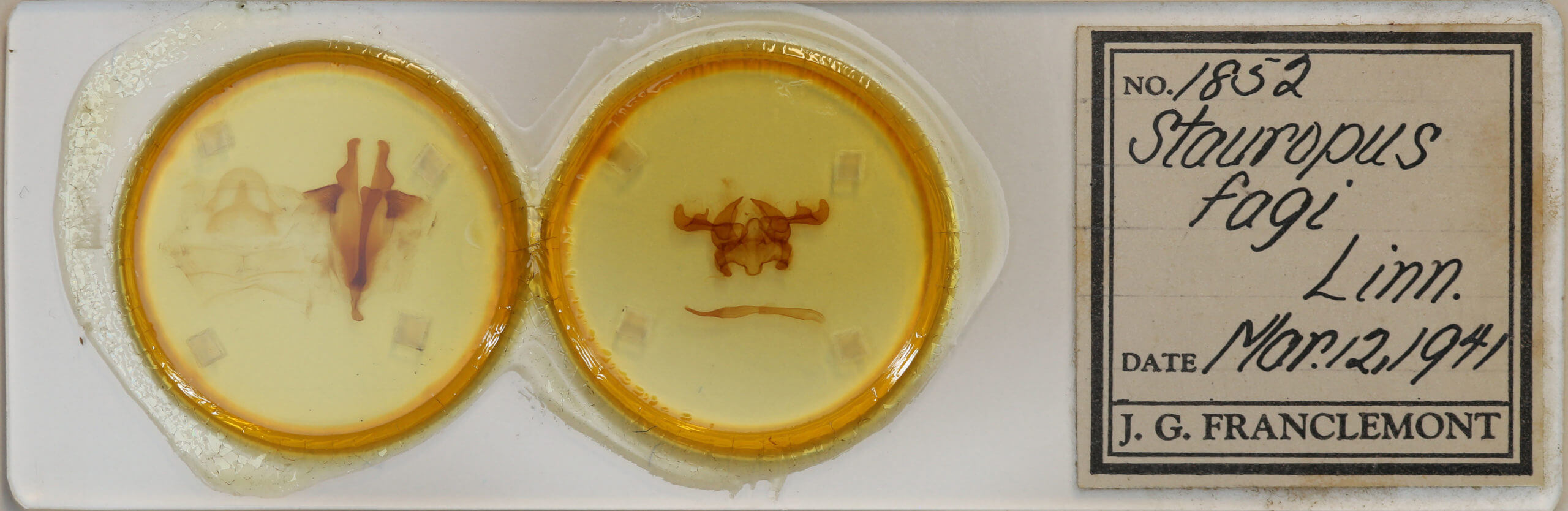 slide view of adult Stauropus fagi