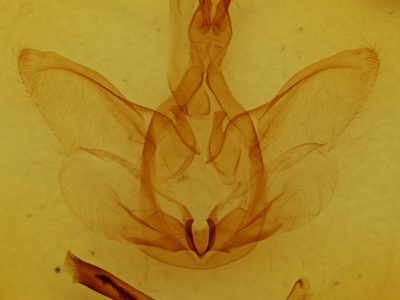 genitalia view of adult Strophocerus punctulum