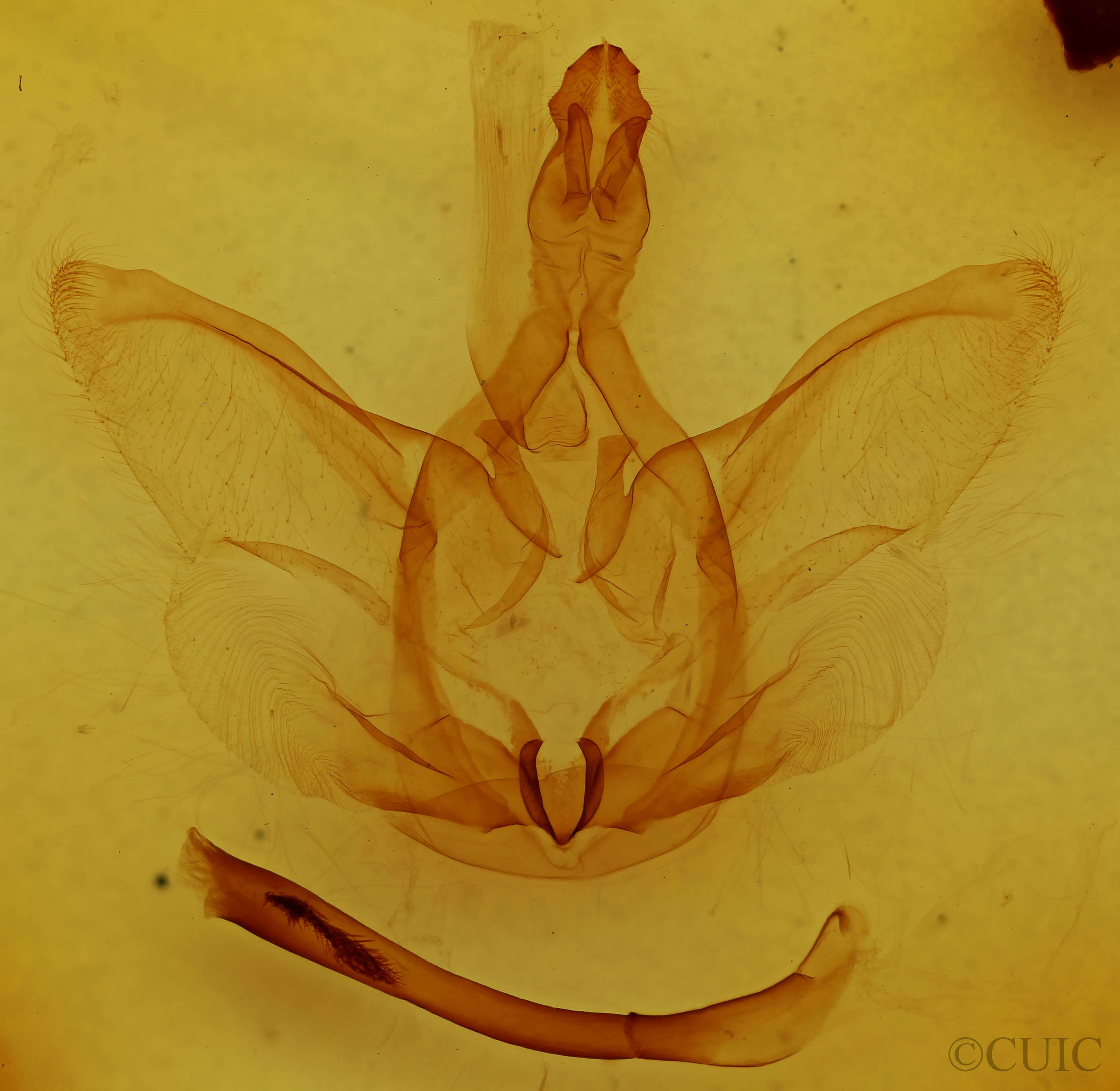 genitalia view of adult Strophocerus punctulum