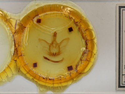 slide view of adult Strophocerus punctulum