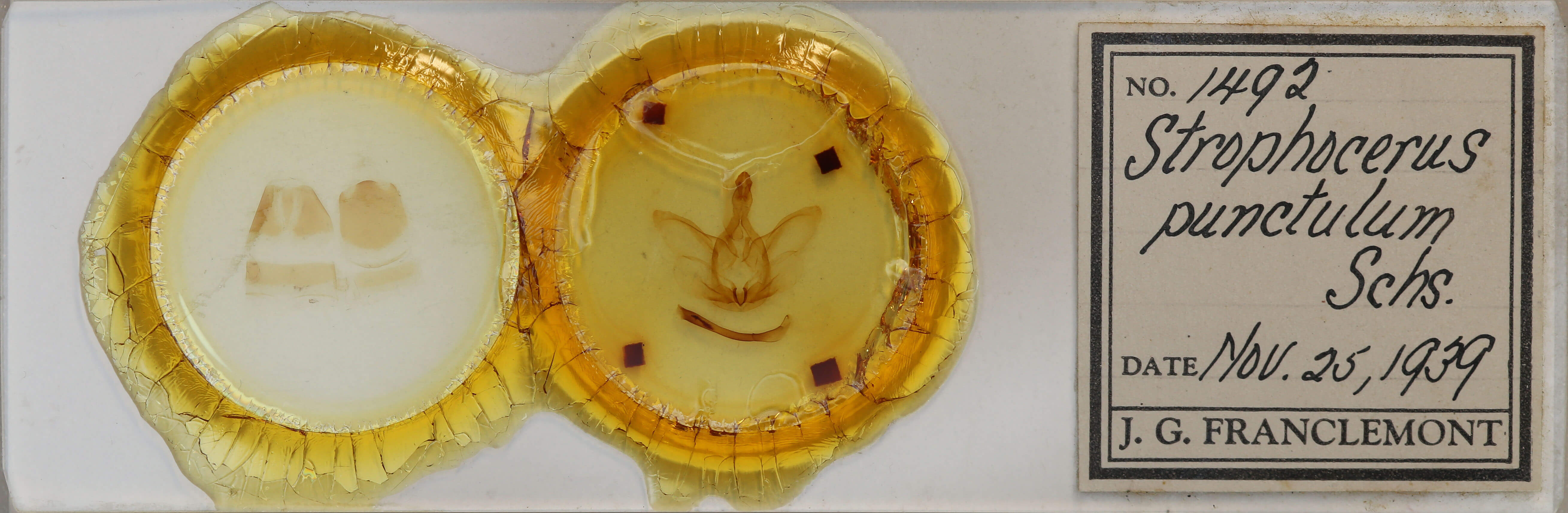 slide view of adult Strophocerus punctulum