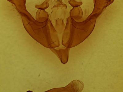genitalia view of adult Sutyna privata