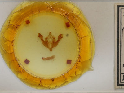 slide view of adult Sutyna privata