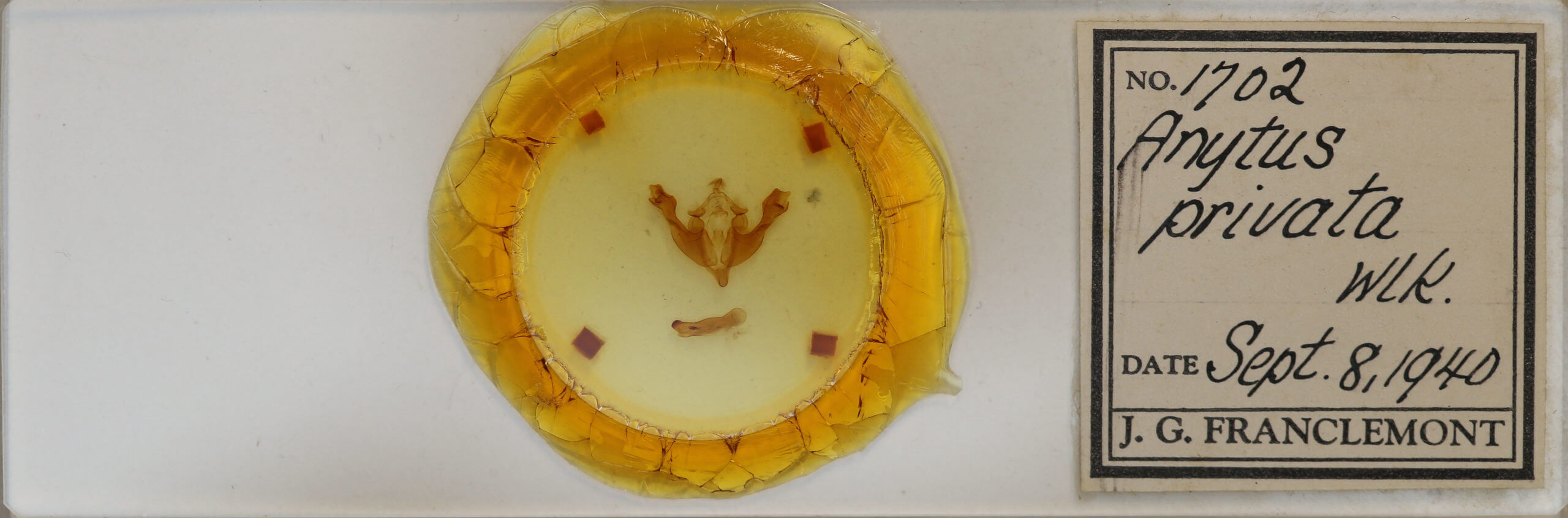 slide view of adult Sutyna privata