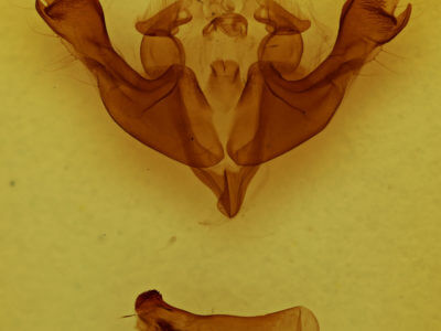 genitalia view of adult Sutyna privata