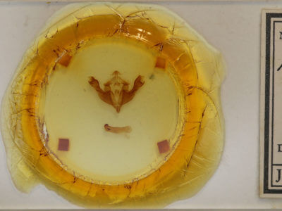 slide view of adult Sutyna privata