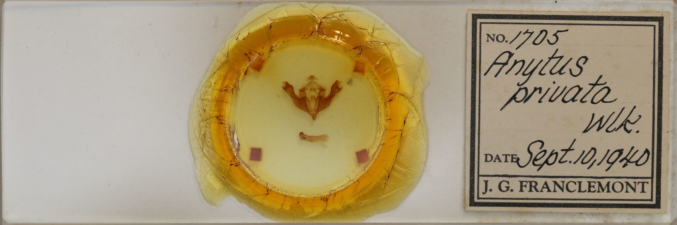 slide view of adult Sutyna privata