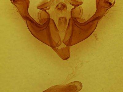 genitalia view of adult Sutyna privata