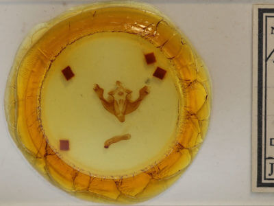 slide view of adult Sutyna privata