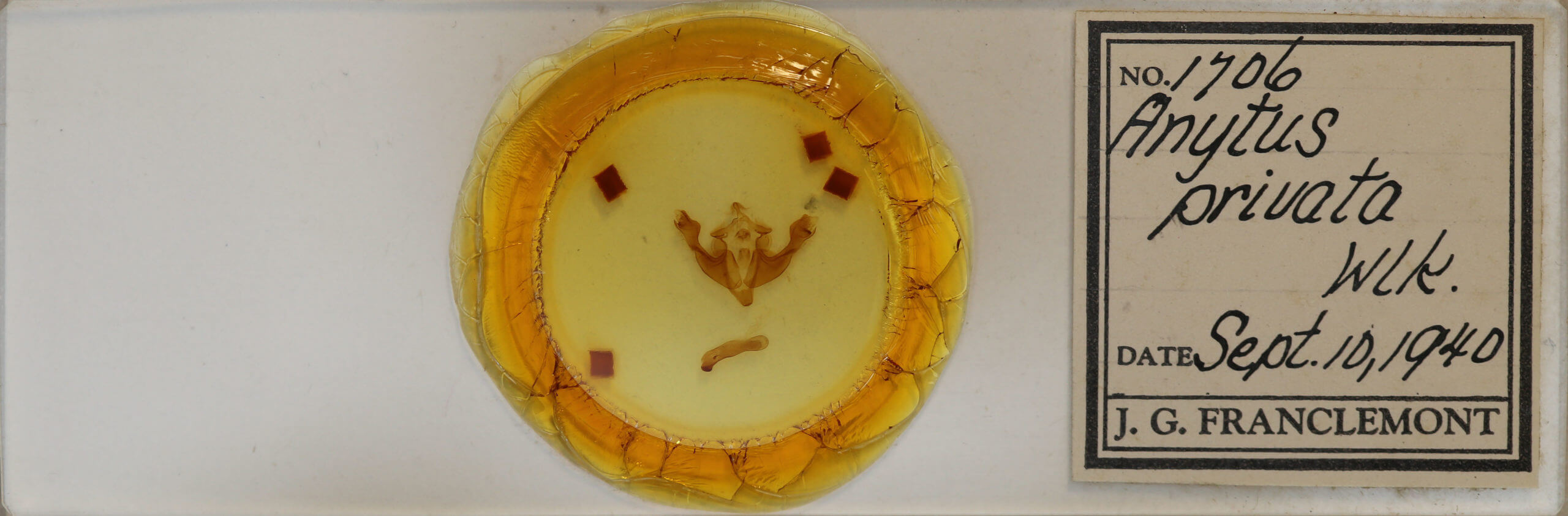 slide view of adult Sutyna privata