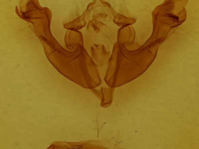 genitalia view of adult Sutyna privata