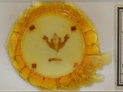 slide view of adult Sutyna privata