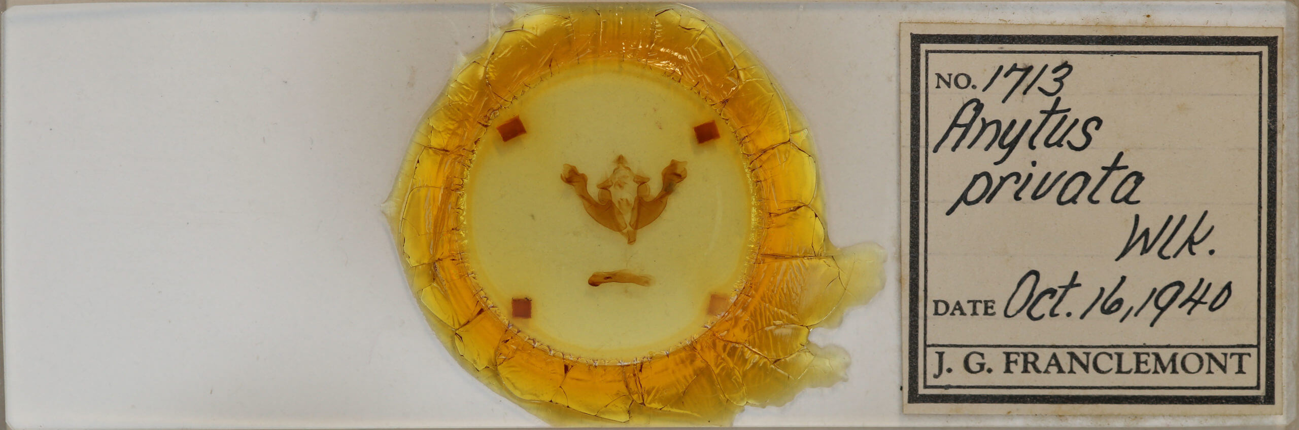 slide view of adult Sutyna privata