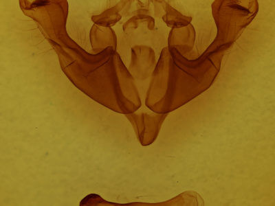 genitalia view of adult Sutyna privata