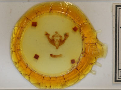 slide view of adult Sutyna privata