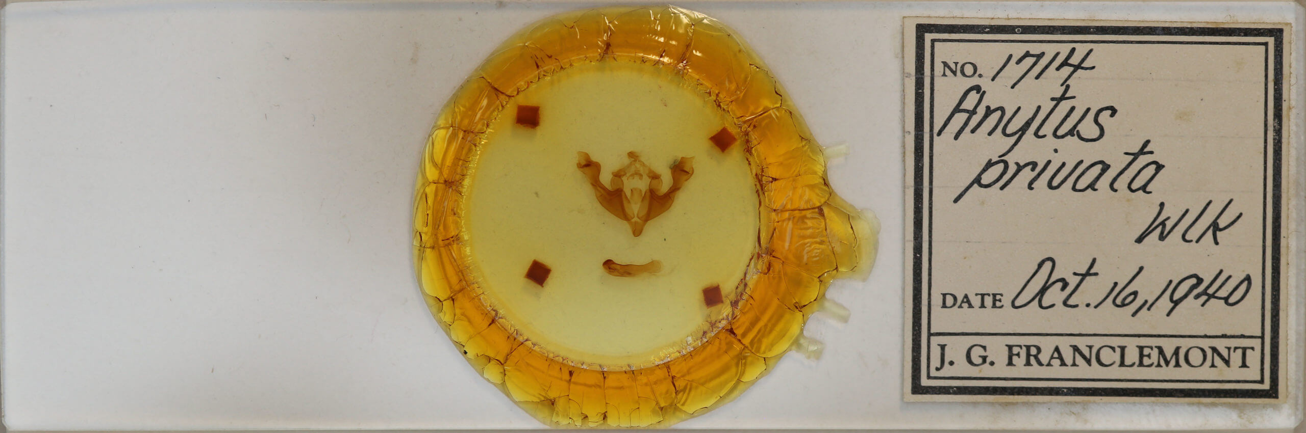 slide view of adult Sutyna privata