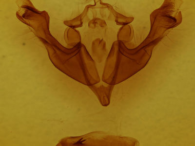 genitalia view of adult Sutyna privata